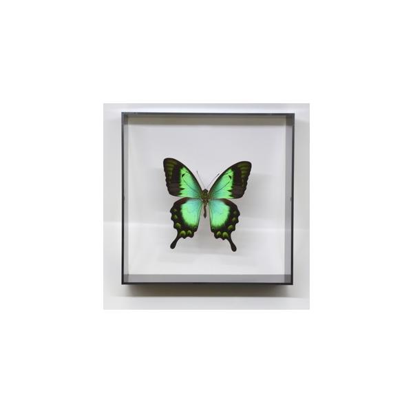 【内容】アクリルフレーム（黒）1点ヘリボシアオネアゲハの標本1点蝶の説明カード1点※展示例の小物などは含まれておりません。【サイズ】アクリルフレーム：150ｍｍｘ150ｍｍｘ55ｍｍ蝶の大きさは画像を参考になさってください。なお、天然の昆虫...