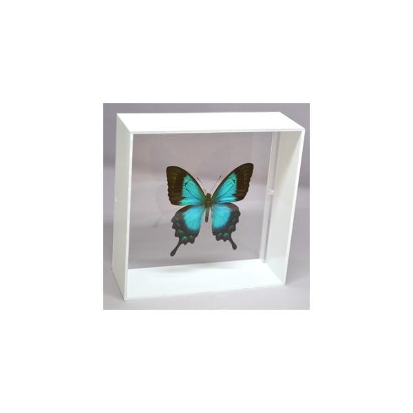 【内容】アクリルフレーム（白）1点ヘリボシアオネアゲハの標本1点蝶の説明カード1点※展示例の小物などは含まれておりません。【サイズ】アクリルフレーム：150ｍｍｘ150ｍｍｘ55ｍｍ蝶の大きさは画像を参考になさってください。なお、天然の昆虫...