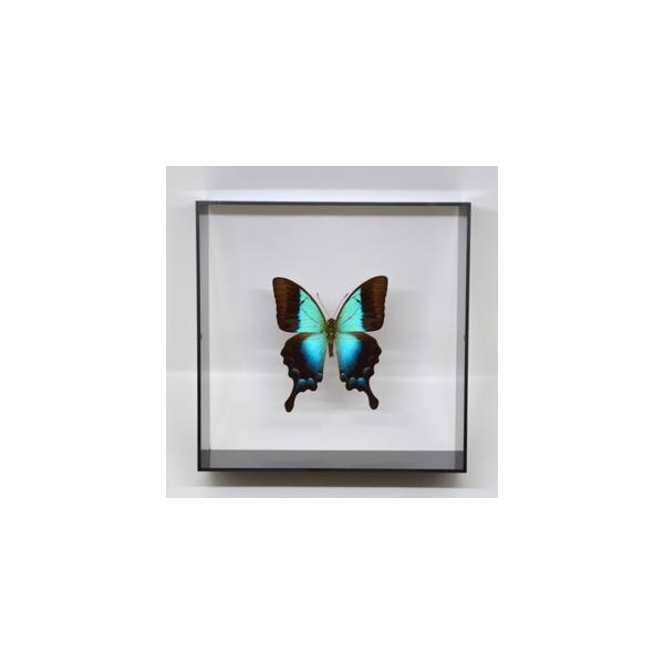ラブリーインセクト・コレクションは、世界に１００万種いるとも言われる昆虫の中から、昆虫標本作りのプロが特に選び出した、美しく珍しい種類を、繊細な技術で極上の標本に仕上げた新感覚のネイチャー・コレクションです。【内容】アクリルフレーム（黒）1...
