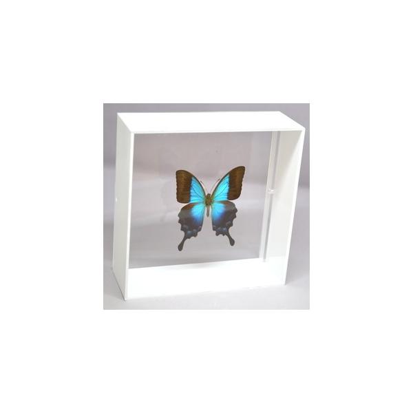 ラブリーインセクト・コレクションは、世界に１００万種いるとも言われる昆虫の中から、昆虫標本作りのプロが特に選び出した、美しく珍しい種類を、繊細な技術で極上の標本に仕上げた新感覚のネイチャー・コレクションです。【内容】アクリルフレーム（白）1...