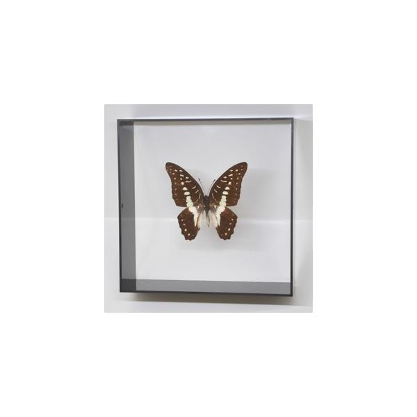 ラブリーインセクト・コレクションは、世界に１００万種いるとも言われる昆虫の中から、昆虫標本作りのプロが特に選び出した、美しく珍しい種類を、繊細な技術で極上の標本に仕上げた新感覚のネイチャー・コレクションです。【内容】アクリルフレーム（黒）1...