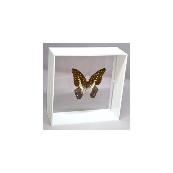 ラブリーインセクト・コレクションは、世界に１００万種いるとも言われる昆虫の中から、昆虫標本作りのプロが特に選び出した、美しく珍しい種類を、繊細な技術で極上の標本に仕上げた新感覚のネイチャー・コレクションです。【内容】アクリルフレーム（白）1...