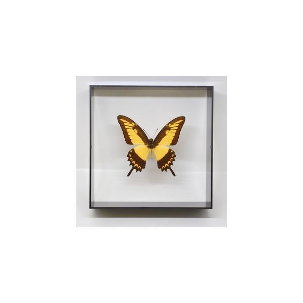 ラブリーインセクト・コレクションは、世界に１００万種いるとも言われる昆虫の中から、昆虫標本作りのプロが特に選び出した、美しく珍しい種類を、繊細な技術で極上の標本に仕上げた新感覚のネイチャー・コレクションです。【内容】アクリルフレーム（黒）1...