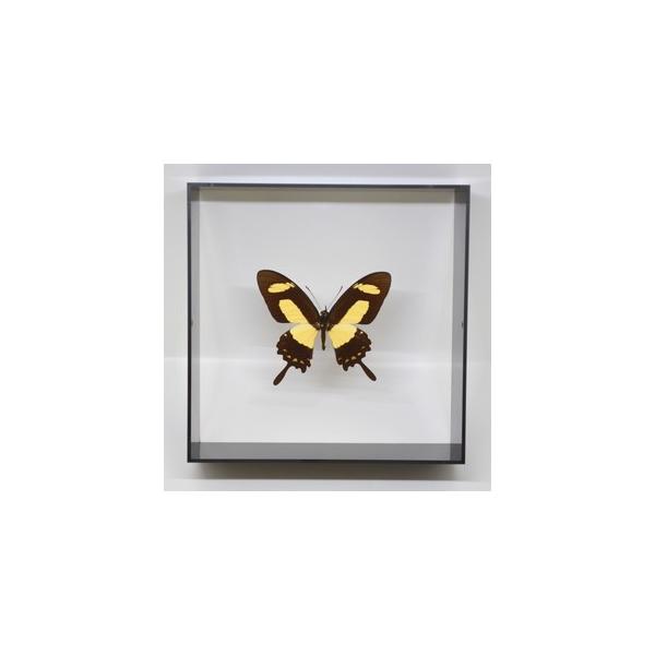 ラブリーインセクト・コレクションは、世界に１００万種いるとも言われる昆虫の中から、昆虫標本作りのプロが特に選び出した、美しく珍しい種類を、繊細な技術で極上の標本に仕上げた新感覚のネイチャー・コレクションです。【内容】アクリルフレーム（黒）1...