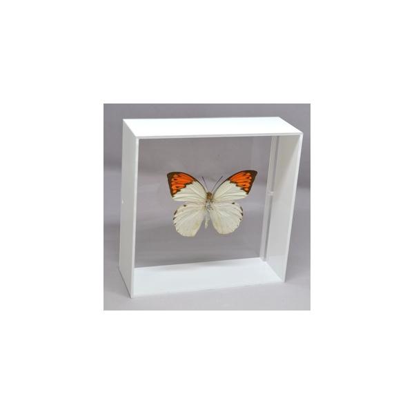 ラブリーインセクト・コレクションは、世界に１００万種いるとも言われる昆虫の中から、昆虫標本作りのプロが特に選び出した、美しく珍しい種類を、繊細な技術で極上の標本に仕上げた新感覚のネイチャー・コレクションです。【内容】アクリルフレーム（白）1...
