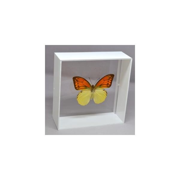 ラブリーインセクト・コレクションは、世界に１００万種いるとも言われる昆虫の中から、昆虫標本作りのプロが特に選び出した、美しく珍しい種類を、繊細な技術で極上の標本に仕上げた新感覚のネイチャー・コレクションです。【内容】アクリルフレーム（白）1...