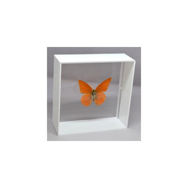 ラブリーインセクト・コレクションは、世界に１００万種いるとも言われる昆虫の中から、昆虫標本作りのプロが特に選び出した、美しく珍しい種類を、繊細な技術で極上の標本に仕上げた新感覚のネイチャー・コレクションです。【内容】アクリルフレーム（白）1...