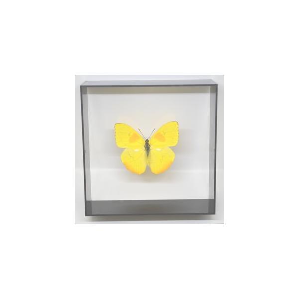 ラブリーインセクト・コレクションは、世界に１００万種いるとも言われる昆虫の中から、昆虫標本作りのプロが特に選び出した、美しく珍しい種類を、繊細な技術で極上の標本に仕上げた新感覚のネイチャー・コレクションです。【内容】アクリルフレーム（黒）1...