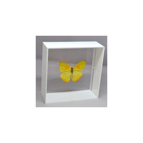 ラブリーインセクト・コレクションは、世界に１００万種いるとも言われる昆虫の中から、昆虫標本作りのプロが特に選び出した、美しく珍しい種類を、繊細な技術で極上の標本に仕上げた新感覚のネイチャー・コレクションです。【内容】アクリルフレーム（白）1...