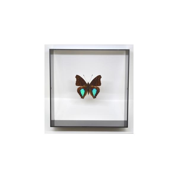 ̕W{@ixCRTL@D.laurentia@ ubNt[@@`E@o^tC@ps