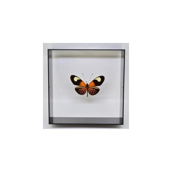 ラブリーインセクト・コレクションは、世界に１００万種いるとも言われる昆虫の中から、昆虫標本作りのプロが特に選び出した、美しく珍しい種類を、繊細な技術で極上の標本に仕上げた新感覚のネイチャー・コレクションです。【内容】アクリルフレーム（黒）1...