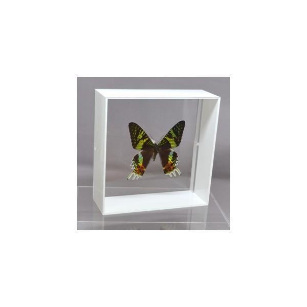 【内容】アクリルフレーム（白）1点オオニシキツバメガの標本1点蝶の説明カード1点※展示例の小物などは含まれておりません。【サイズ】アクリルフレーム：150ｍｍｘ150ｍｍｘ55ｍｍ蝶の大きさは画像を参考になさってください。なお、天然の昆虫を...