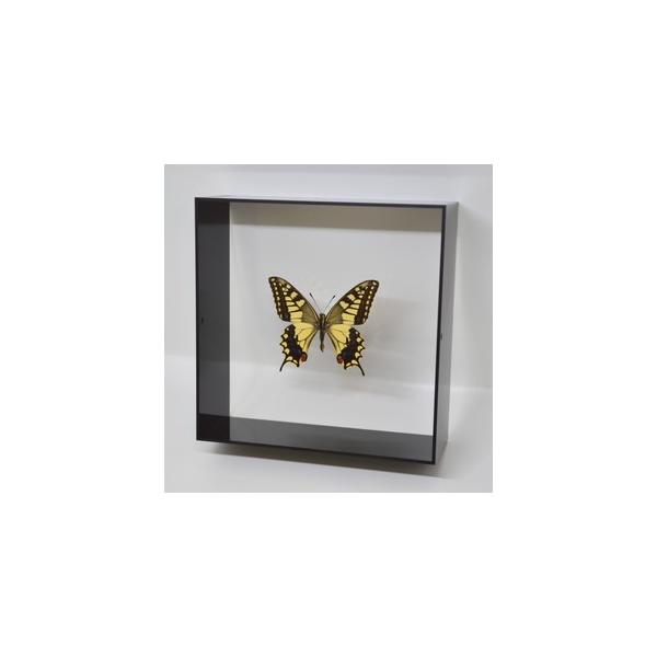 ̕W{@LAQn@Papilio machaon@ ubNt[@@`E@o^tC@ps