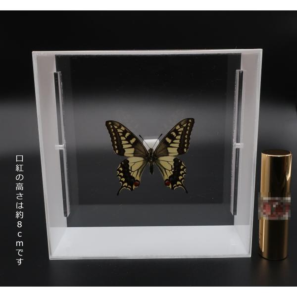 【内容】アクリルフレーム（白）1点キアゲハの標本1点蝶の説明カード1点※展示例の小物などは含まれておりません。【サイズ】アクリルフレーム：150ｍｍｘ150ｍｍｘ55ｍｍ蝶の大きさは画像を参考になさってください。なお、天然の昆虫を使用してい...