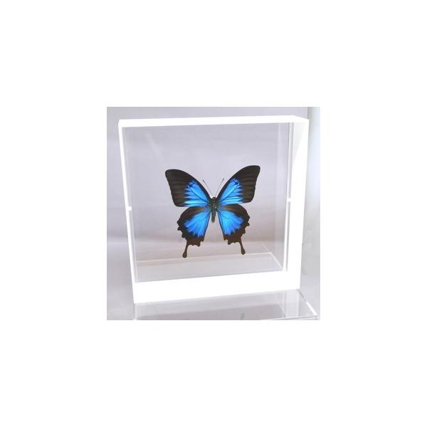 【内容】アクリルフレーム（白）1点オオルリアゲハの標本1点蝶の説明カード1点※展示例の小物などは含まれておりません。【サイズ】アクリルフレーム：200ｍｍｘ200ｍｍｘ55ｍｍ蝶の大きさは画像を参考になさってください。なお、天然の昆虫を使用...