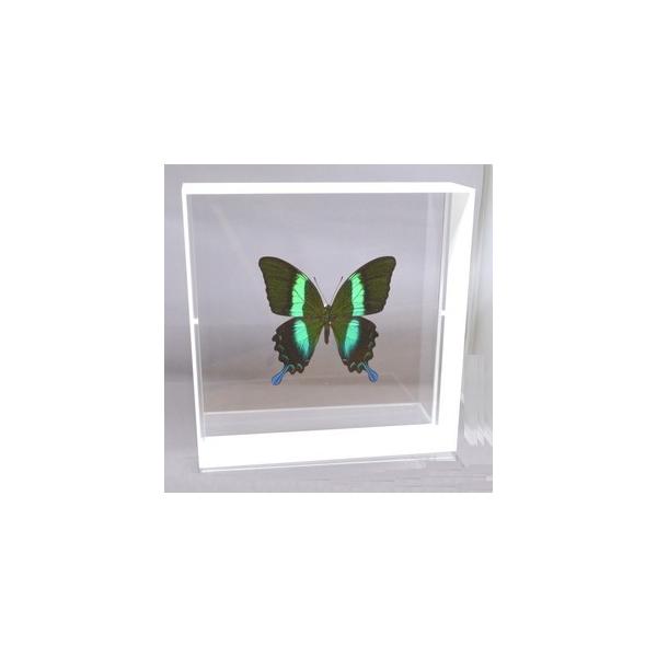 ラブリーインセクト・コレクションは、世界に１００万種いるとも言われる昆虫の中から、昆虫標本作りのプロが特に選び出した、美しく珍しい種類を、繊細な技術で極上の標本に仕上げた新感覚のネイチャー・コレクションです。【内容】アクリルフレーム（白）1...
