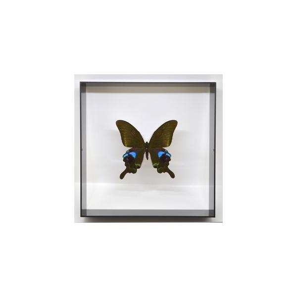 ラブリーインセクト・コレクションは、世界に１００万種いるとも言われる昆虫の中から、昆虫標本作りのプロが特に選び出した、美しく珍しい種類を、繊細な技術で極上の標本に仕上げた新感覚のネイチャー・コレクションです。【内容】アクリルフレーム（黒）1...