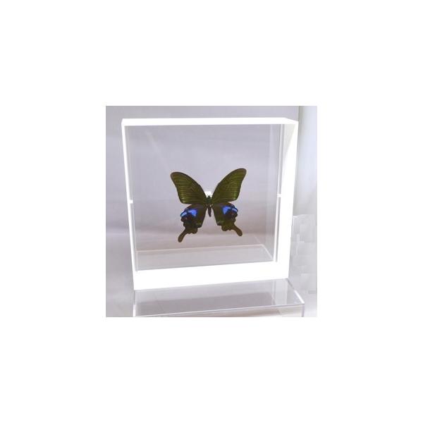 ラブリーインセクト・コレクションは、世界に１００万種いるとも言われる昆虫の中から、昆虫標本作りのプロが特に選び出した、美しく珍しい種類を、繊細な技術で極上の標本に仕上げた新感覚のネイチャー・コレクションです。【内容】アクリルフレーム（白）1...