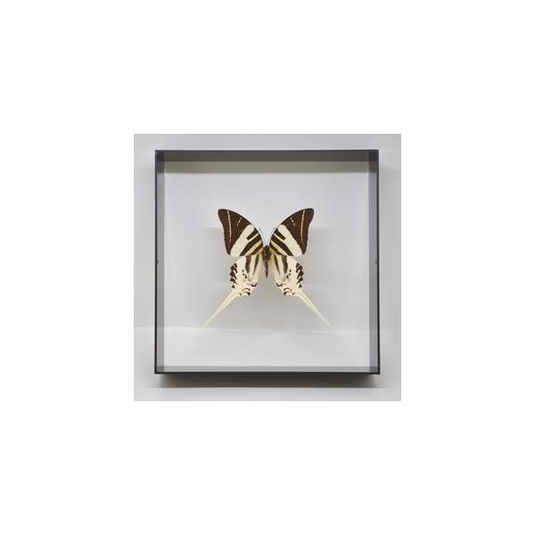 ラブリーインセクト・コレクションは、世界に１００万種いるとも言われる昆虫の中から、昆虫標本作りのプロが特に選び出した、美しく珍しい種類を、繊細な技術で極上の標本に仕上げた新感覚のネイチャー・コレクションです。【内容】アクリルフレーム（黒）1...