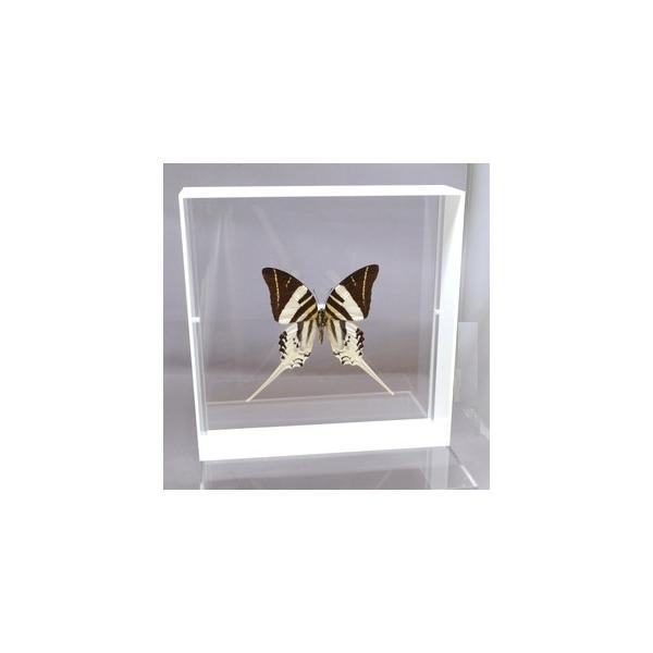 ラブリーインセクト・コレクションは、世界に１００万種いるとも言われる昆虫の中から、昆虫標本作りのプロが特に選び出した、美しく珍しい種類を、繊細な技術で極上の標本に仕上げた新感覚のネイチャー・コレクションです。【内容】アクリルフレーム（白）1...