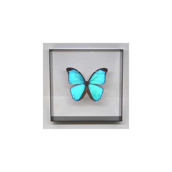 【内容】アクリルフレーム（黒）1点メネラウスモルフォの標本1点蝶の説明カード1点※展示例の小物などは含まれておりません。※モルフォ蝶の胴体は油分を多く含み傷むためカットしてあります。【サイズ】アクリルフレーム：200ｍｍｘ200ｍｍｘ55ｍ...