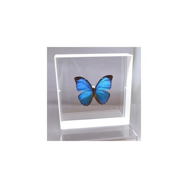 【内容】アクリルフレーム（白）1点メネラウスモルフォの標本1点蝶の説明カード1点※展示例の小物などは含まれておりません。※モルフォ蝶の胴体は油分を多く含み傷むためカットしてあります。【サイズ】アクリルフレーム：200ｍｍｘ200ｍｍｘ55ｍ...