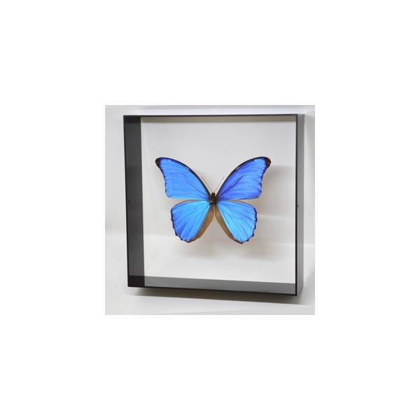 【内容】アクリルフレーム（黒）1点ディディウスモルフォの標本1点蝶の説明カード1点※展示例の小物などは含まれておりません。※モルフォ蝶の胴体は油分を多く含み傷むためカットしてあります。【サイズ】アクリルフレーム：200ｍｍｘ200ｍｍｘ55...