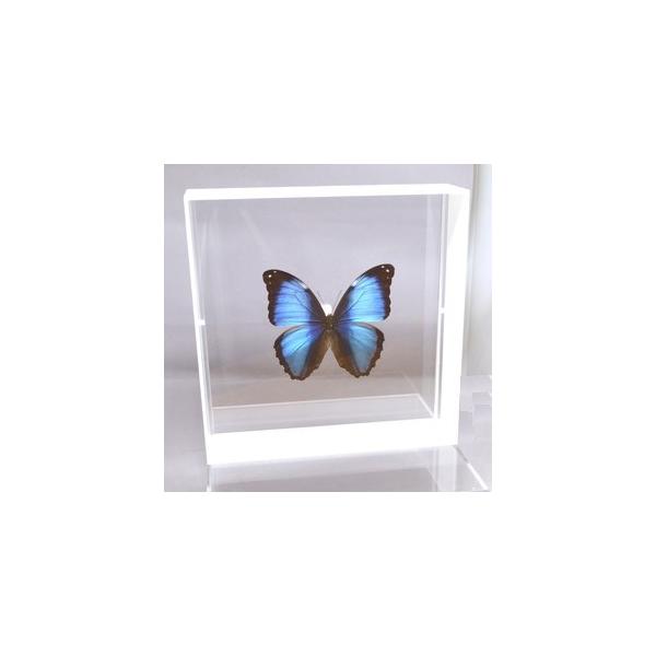ラブリーインセクト・コレクションは、世界に１００万種いるとも言われる昆虫の中から、昆虫標本作りのプロが特に選び出した、美しく珍しい種類を、繊細な技術で極上の標本に仕上げた新感覚のネイチャー・コレクションです。【内容】アクリルフレーム（白）1...