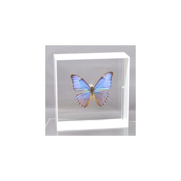 ラブリーインセクト・コレクションは、世界に１００万種いるとも言われる昆虫の中から、昆虫標本作りのプロが特に選び出した、美しく珍しい種類を、繊細な技術で極上の標本に仕上げた新感覚のネイチャー・コレクションです。【内容】アクリルフレーム（白）1...