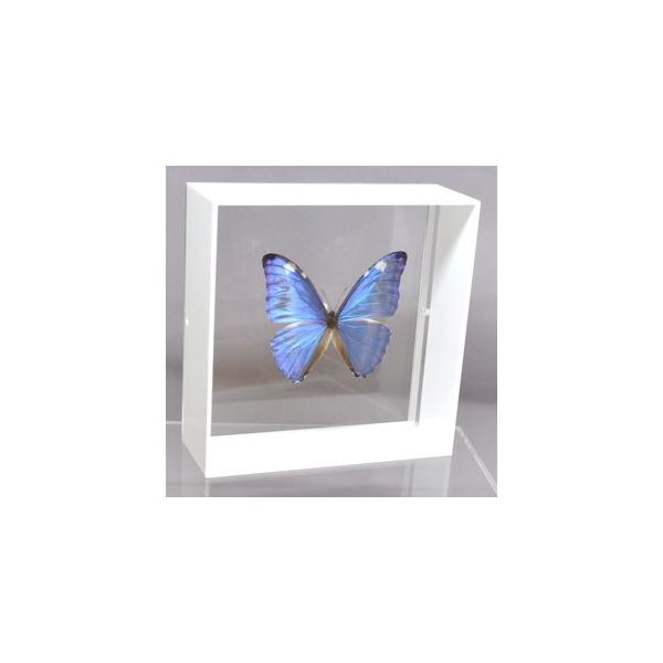 【内容】アクリルフレーム（白）1点アドニスモルフォの標本1点蝶の説明カード1点※展示例の小物などは含まれておりません。※モルフォ蝶の胴体は油分を多く含み傷むためカットしてあります。【サイズ】アクリルフレーム：150ｍｍｘ150ｍｍｘ55ｍｍ...