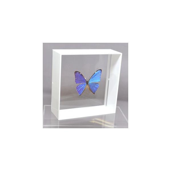 ラブリーインセクト・コレクションは、世界に１００万種いるとも言われる昆虫の中から、昆虫標本作りのプロが特に選び出した、美しく珍しい種類を、繊細な技術で極上の標本に仕上げた新感覚のネイチャー・コレクションです。【内容】アクリルフレーム（白）1...
