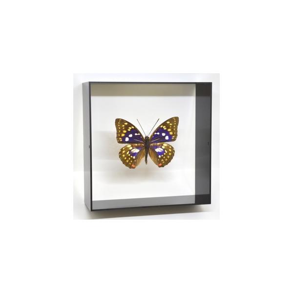 ̕W{@IITL S.charonda@ ubNt[@@`E@o^tC@ps