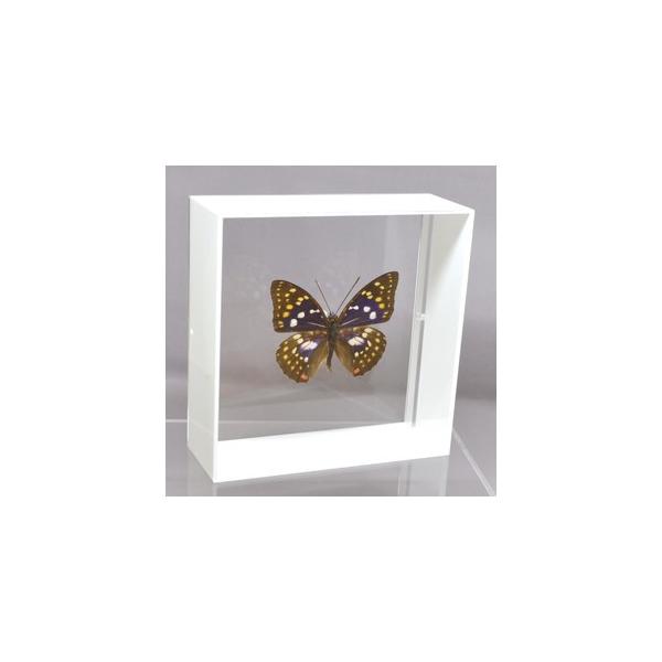 ラブリーインセクト・コレクションは、世界に１００万種いるとも言われる昆虫の中から、昆虫標本作りのプロが特に選び出した、美しく珍しい種類を、繊細な技術で極上の標本に仕上げた新感覚のネイチャー・コレクションです。【内容】アクリルフレーム（白）1...