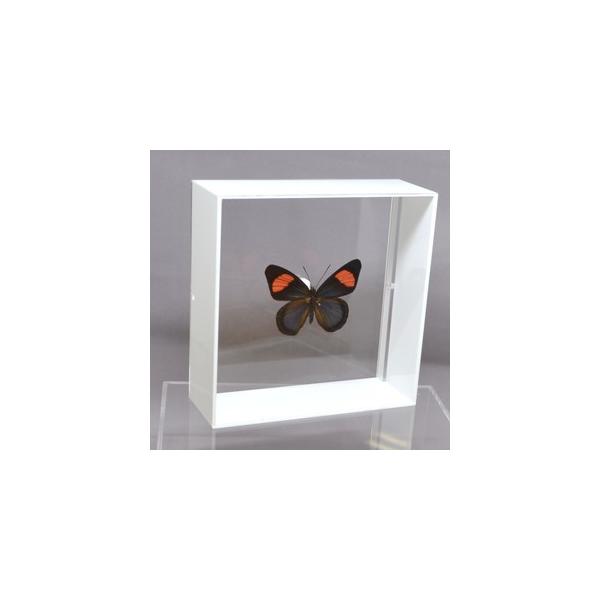 ラブリーインセクト・コレクションは、世界に１００万種いるとも言われる昆虫の中から、昆虫標本作りのプロが特に選び出した、美しく珍しい種類を、繊細な技術で極上の標本に仕上げた新感覚のネイチャー・コレクションです。【内容】アクリルフレーム（白）1...
