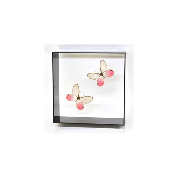 【内容】アクリルフレーム（黒）1点スカシジャノメ の標本1点（2頭セット）蝶の説明カード1点※展示例の小物などは含まれておりません。【サイズ】アクリルフレーム：150ｍｍｘ150ｍｍｘ55ｍｍ蝶の大きさは画像を参考になさってください。なお、...