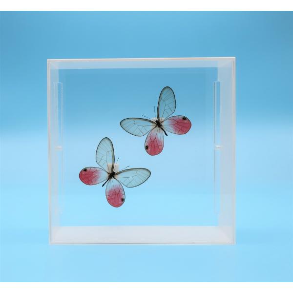 【内容】アクリルフレーム（白）1点スカシジャノメの標本1点（2頭セット）蝶の説明カード1点※展示例の小物などは含まれておりません。【サイズ】アクリルフレーム：150ｍｍｘ150ｍｍｘ55ｍｍ蝶の大きさは画像を参考になさってください。なお、天...