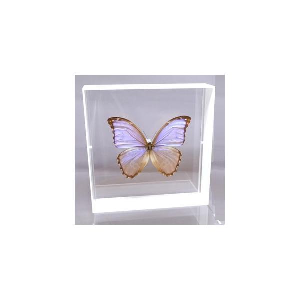 ラブリーインセクト・コレクションは、世界に１００万種いるとも言われる昆虫の中から、昆虫標本作りのプロが特に選び出した、美しく珍しい種類を、繊細な技術で極上の標本に仕上げた新感覚のネイチャー・コレクションです。【内容】アクリルフレーム（白）1...