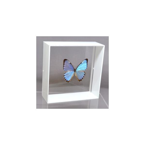 ラブリーインセクト・コレクションは、世界に１００万種いるとも言われる昆虫の中から、昆虫標本作りのプロが特に選び出した、美しく珍しい種類を、繊細な技術で極上の標本に仕上げた新感覚のネイチャー・コレクションです。【内容】アクリルフレーム（白）1...