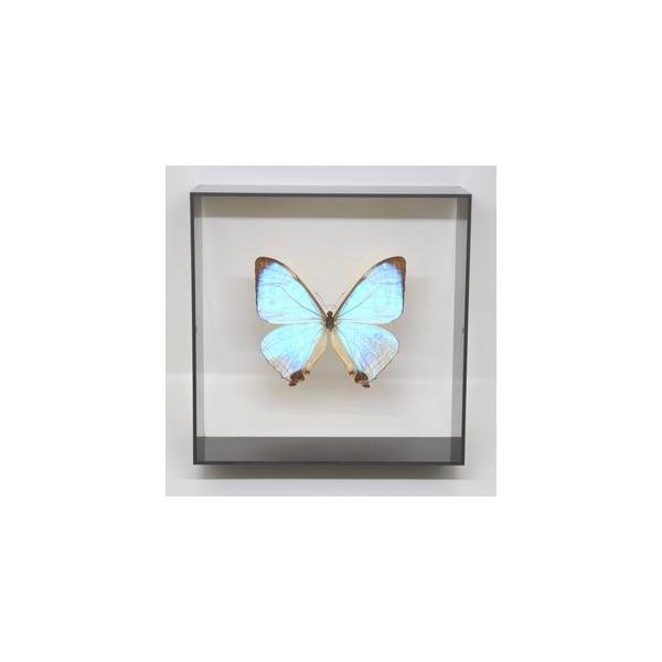 蝶の標本 スルコウスキーモルフォ M.sulkowskyi ブラックフレーム