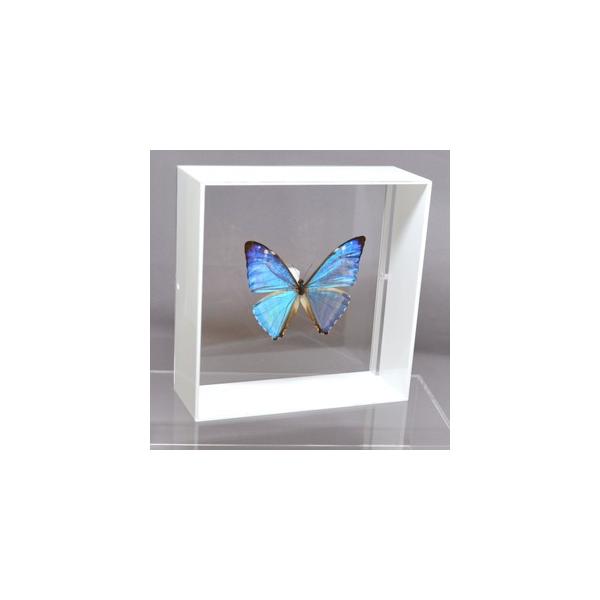 【内容】アクリルフレーム（白）1点ゼフィリテスモルフォの標本1点蝶の説明カード1点※展示例の小物などは含まれておりません。※モルフォ蝶の胴体は油分を多く含み傷むためカットしてあります。【サイズ】アクリルフレーム：150ｍｍｘ150ｍｍｘ55...