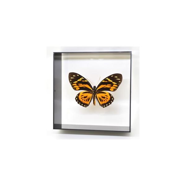 ラブリーインセクト・コレクションは、世界に１００万種いるとも言われる昆虫の中から、昆虫標本作りのプロが特に選び出した、美しく珍しい種類を、繊細な技術で極上の標本に仕上げた新感覚のネイチャー・コレクションです。【内容】アクリルフレーム（黒）1...