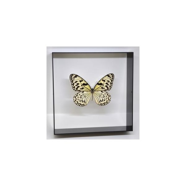 【内容】アクリルフレーム（黒）1点オオゴマダラの標本1点蝶の説明カード1点※展示例の小物などは含まれておりません。【サイズ】アクリルフレーム：200ｍｍｘ200ｍｍｘ55ｍｍ蝶の大きさは画像を参考になさってください。なお、天然の昆虫を使用し...