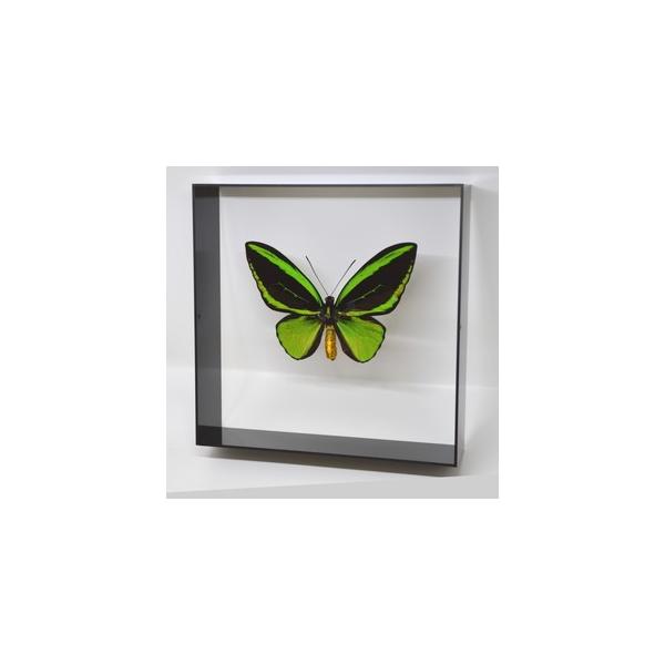 【内容】アクリルフレーム（黒）1点メガネアゲハの標本1点蝶の説明カード1点※展示例の小物などは含まれておりません。【サイズ】アクリルフレーム：200ｍｍｘ200ｍｍｘ55ｍｍ蝶の大きさは画像を参考になさってください。なお、天然の昆虫を使用し...