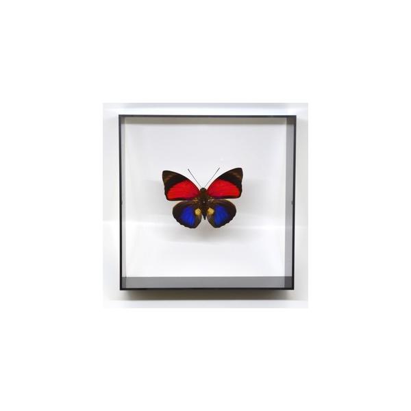 lovelyinsect_caf3007b