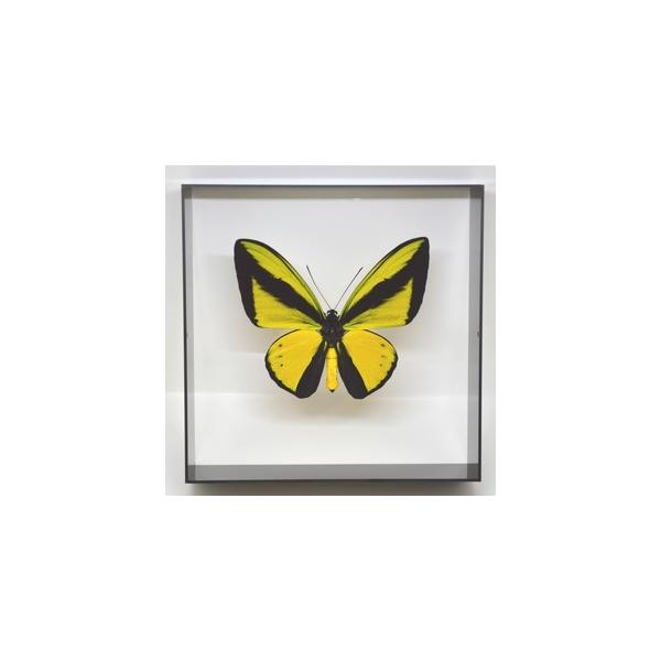 ラブリーインセクト・コレクションは、世界に１００万種いるとも言われる昆虫の中から、昆虫標本作りのプロが特に選び出した、美しく珍しい種類を、繊細な技術で極上の標本に仕上げた新感覚のネイチャー・コレクションです。【内容】アクリルフレーム（黒）1...