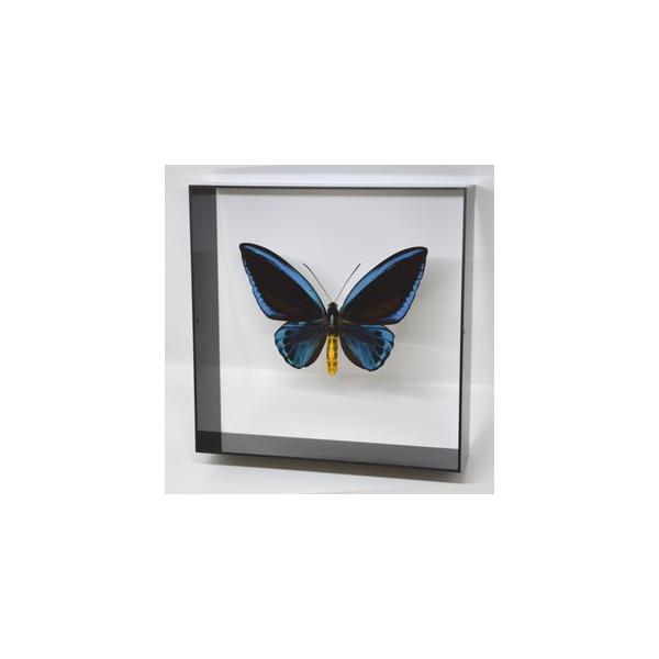 ラブリーインセクト・コレクションは、世界に１００万種いるとも言われる昆虫の中から、昆虫標本作りのプロが特に選び出した、美しく珍しい種類を、繊細な技術で極上の標本に仕上げた新感覚のネイチャー・コレクションです。【内容】アクリルフレーム（黒）1...