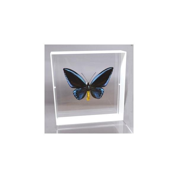 ラブリーインセクト・コレクションは、世界に１００万種いるとも言われる昆虫の中から、昆虫標本作りのプロが特に選び出した、美しく珍しい種類を、繊細な技術で極上の標本に仕上げた新感覚のネイチャー・コレクションです。【内容】アクリルフレーム（白）1...