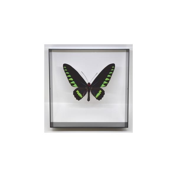 【内容】アクリルフレーム（黒）1点オオアカエリトリバネアゲハの標本1点蝶の説明カード1点※展示例の小物などは含まれておりません。【サイズ】アクリルフレーム：200ｍｍｘ200ｍｍｘ55ｍｍ蝶の大きさは画像を参考になさってください。なお、天然...