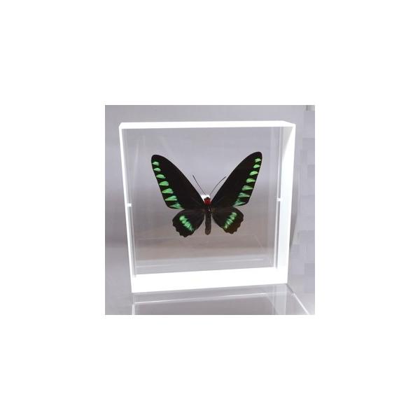 【内容】アクリルフレーム（白）1点オオアカエリトリバネアゲハの標本1点蝶の説明カード1点※展示例の小物などは含まれておりません。【サイズ】アクリルフレーム：200ｍｍｘ200ｍｍｘ55ｍｍ蝶の大きさは画像を参考になさってください。なお、天然...