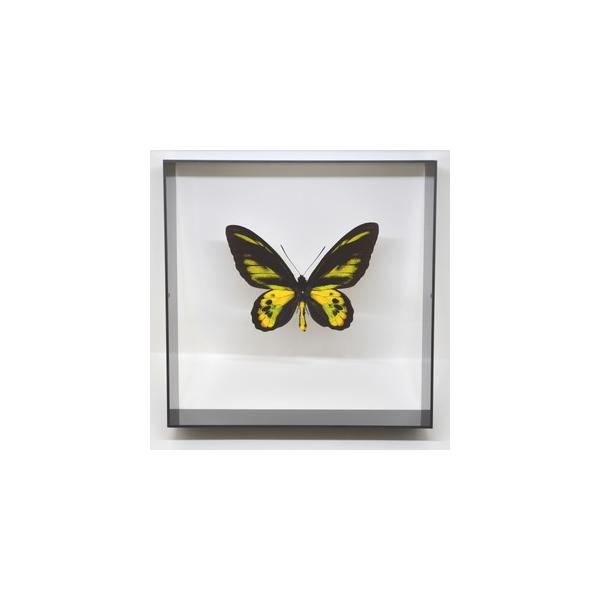 ラブリーインセクト・コレクションは、世界に１００万種いるとも言われる昆虫の中から、昆虫標本作りのプロが特に選び出した、美しく珍しい種類を、繊細な技術で極上の標本に仕上げた新感覚のネイチャー・コレクションです。【内容】アクリルフレーム（黒）1...